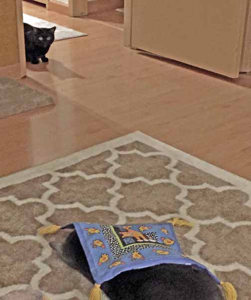 Is that HRH Savannah?? Is she being a 'Goofball'??