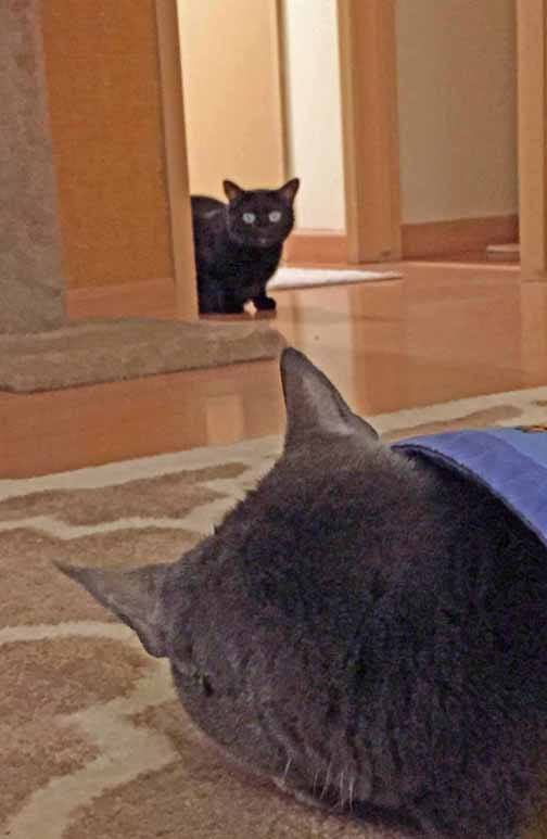 MOUSES!! TKS caught me doing 'the silly'