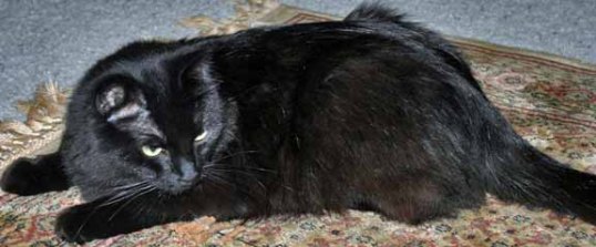 Please, Ceiling Cat, help me find my forever castle. I am not young anymore but still so much love to give