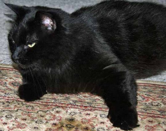 I must put my paw down on certain interactions with my new humans