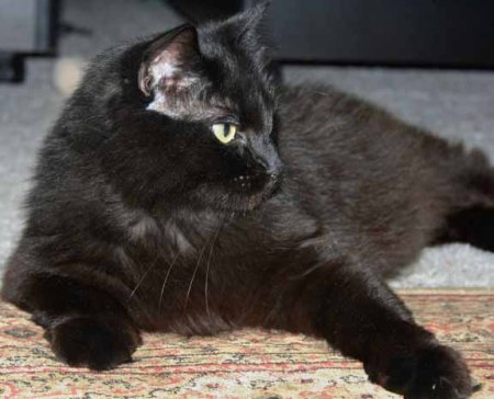 Adoption events are so disturbing and challenging but I will endure to find my forever castle