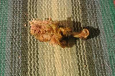 What in Ceiling Cat's name is THAT!!