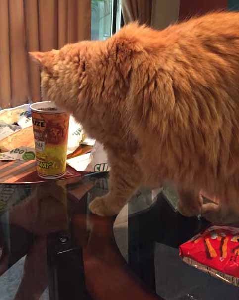 Oh Hi guys!! What's for lunch??