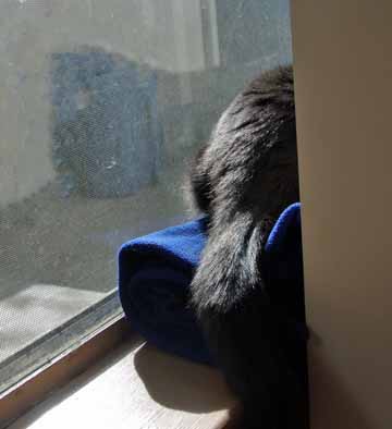 Caught in the sun puddle!