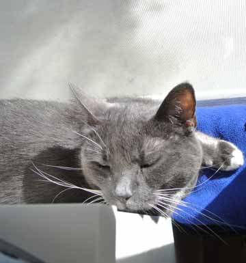 This printer stand makes a good chin rest