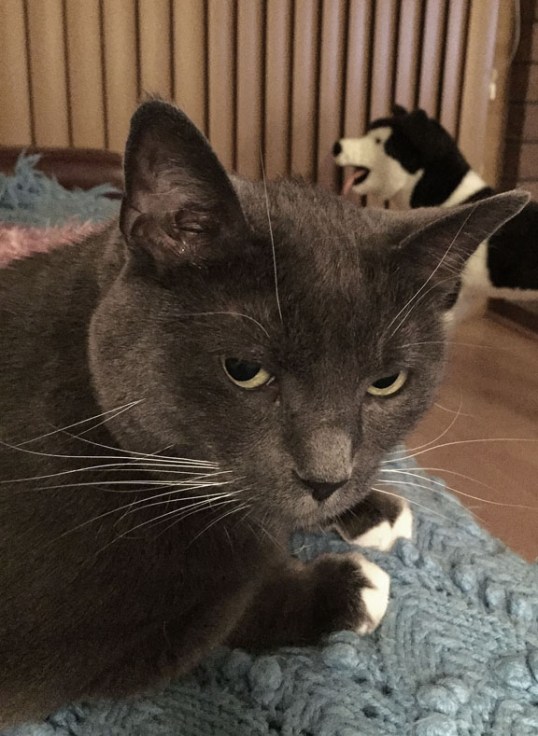 Do it one more time and the smacky paw comes into play