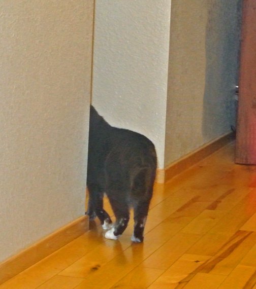 Ummm, excuse me, but did you forget you have a kitty to feed?