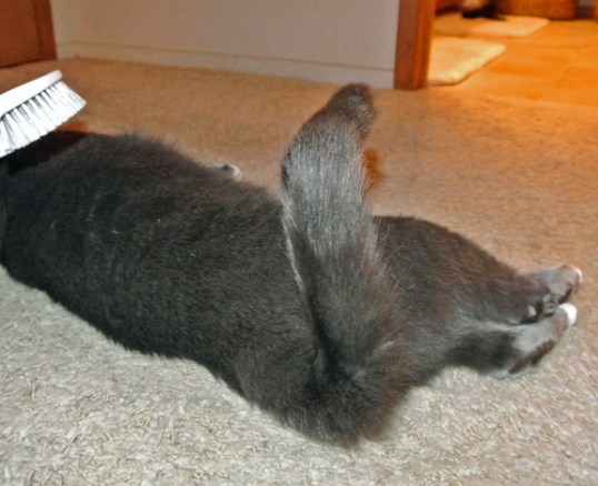 Luvluvluv brushies...can't keep my tail still