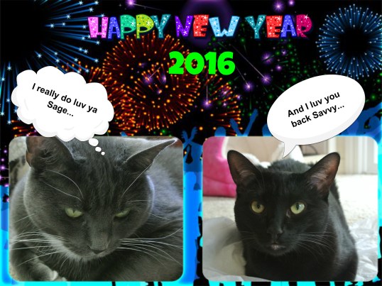 Thank you all for being our fans and furriends