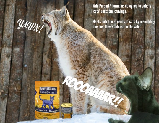 What?? I thought we were gonna ROOAAR...not nap!