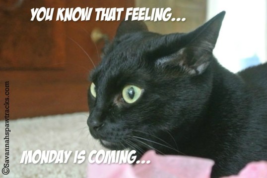 sage that feeling wm