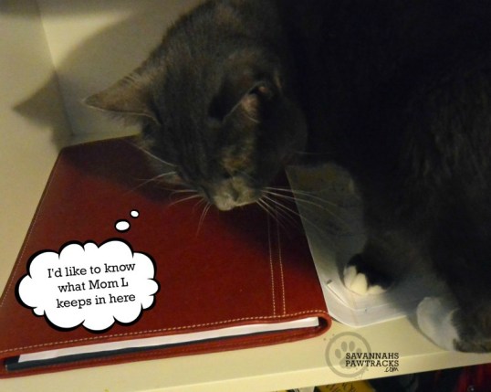 Savvy ponders red folder 1wm