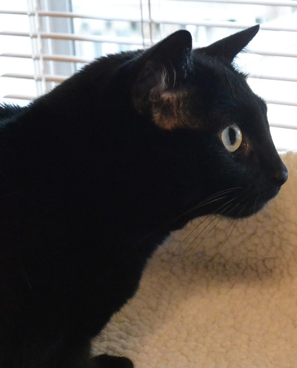 Meeeooowww...*chatter chatter*