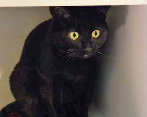 I wonder if HRH Savvy even knows I am waiting for her?