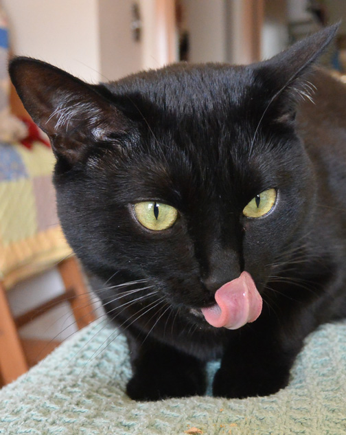 *schlurp* Yes, I most definitely approve this product