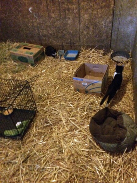 Yes, Luna and Milo have other cats to hang out with