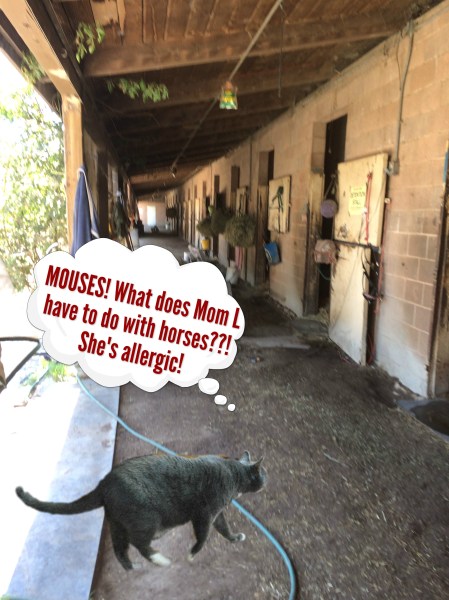 Savvy arrives stable