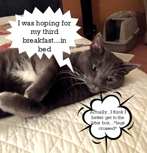 savvy needs to get up