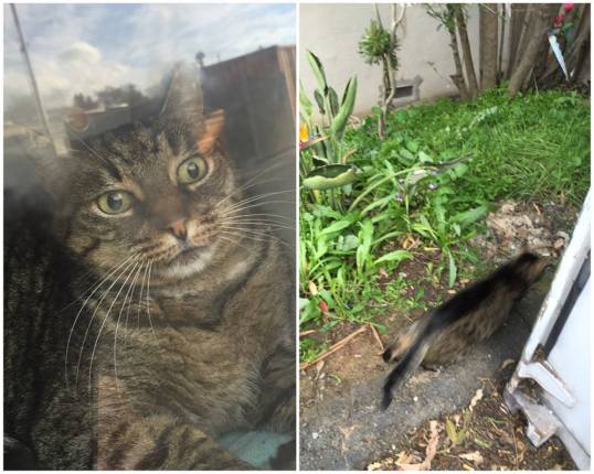 Tabby in Feral Den & then released—zooom! 