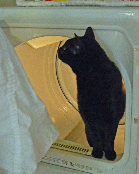 And another lovely view on this side—who kept this secret Cat Warming Machine from me??!!