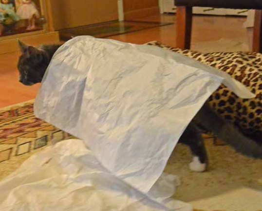 pfffttt! I'm leaving to catch another well earned nap