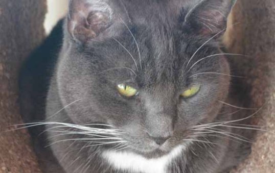 I am chill'axin—please do notice my whisker placed just below my ear, that's my Ear Whisker