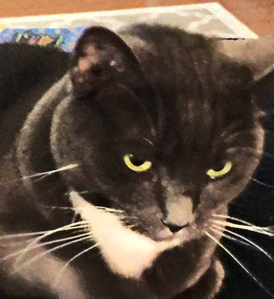 This is my Savannah stare—intense huh?