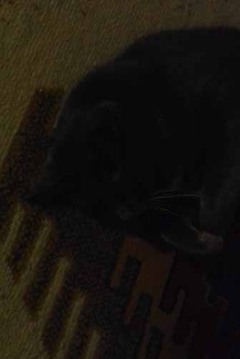 Where or where is the kitty?