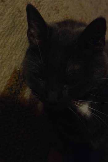 Is there a cat in this house?