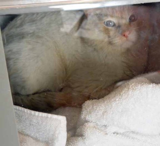 Feral mancat terrified after neuter