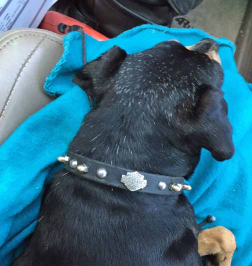 dog medical, dog rescue