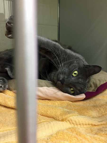 berkeley humane society cat rescue