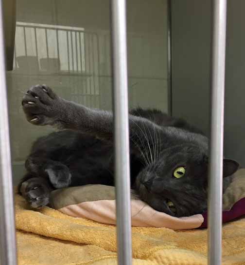 adult cat rescue berkeley humane society