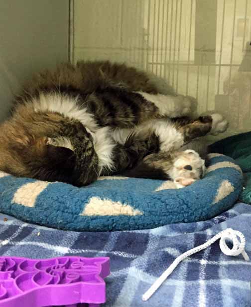 mainecoon berkeleyhumanesociety