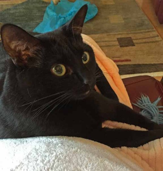 You have dominated the human—score one for cats!