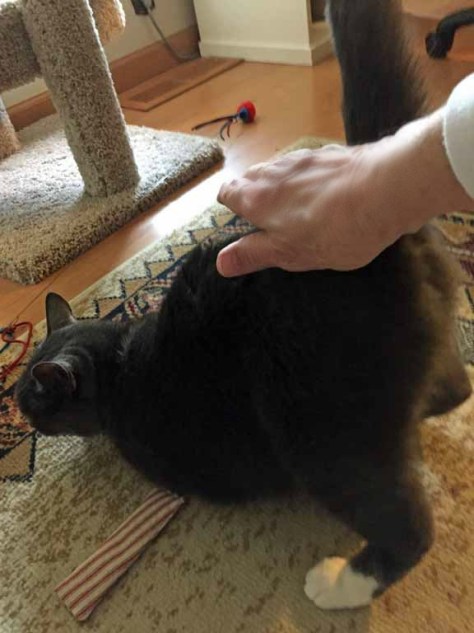 Even as a senior cat I continue to have this affliction