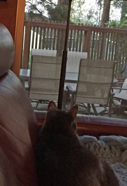 Wow! Look at the action on that burd feeder!