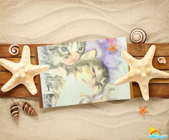 Kittens at the beach