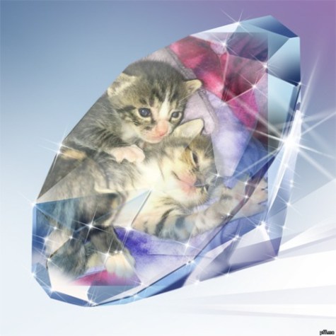 Kitten diamonds in the rough