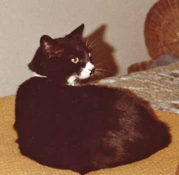 Squeeky the tuxie girl lived to 19
