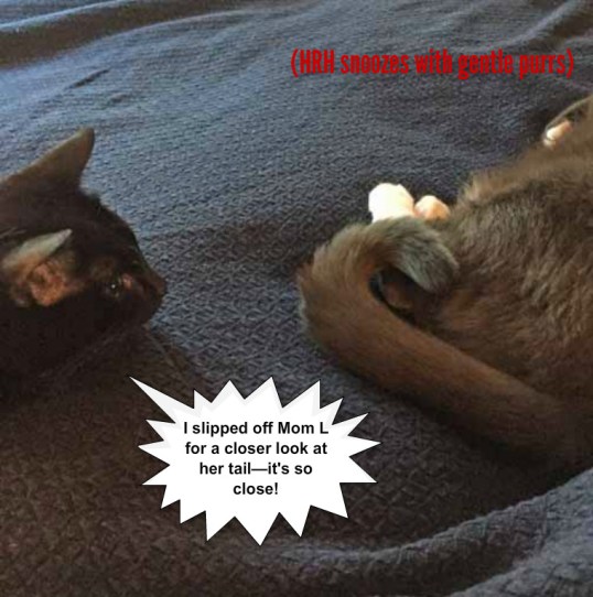 I can smell HRH Savvy—my fur family