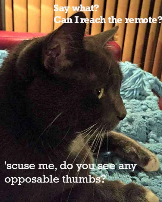 Friday Cat Memes Are Back | Savannah's Paw Tracks