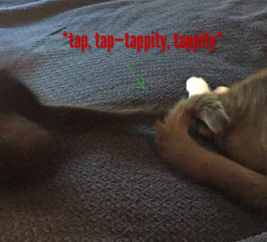 Her tail keeps moving—I can't help myself