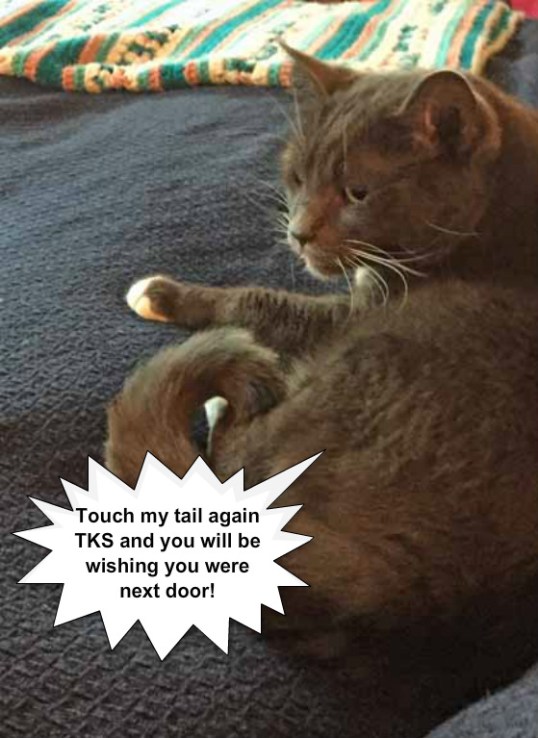SHE TOUCHED MY TAIL!! Mooooommm!! I'm telling!!