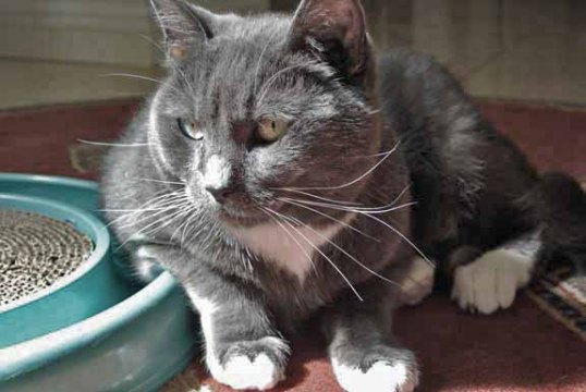 Say what? I most certainly DID NOT PAW THAT BUTTON!!