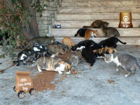 No community cat gets a "take away" bag