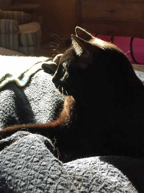 TKS pretends to ignore the MOUSES in the bed