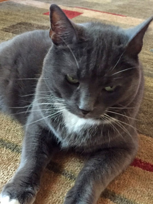 Yeah, yeah—I know where you missing chow is—but not talkin' unless I get kibble