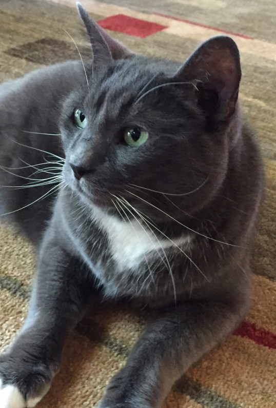 What'cha mean? I didn't see any hunk of cheese