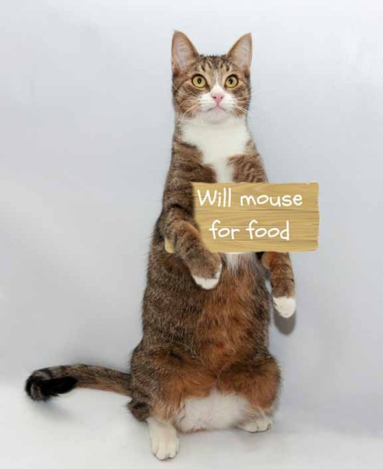 Just take me home with you and I will clean up your mousies